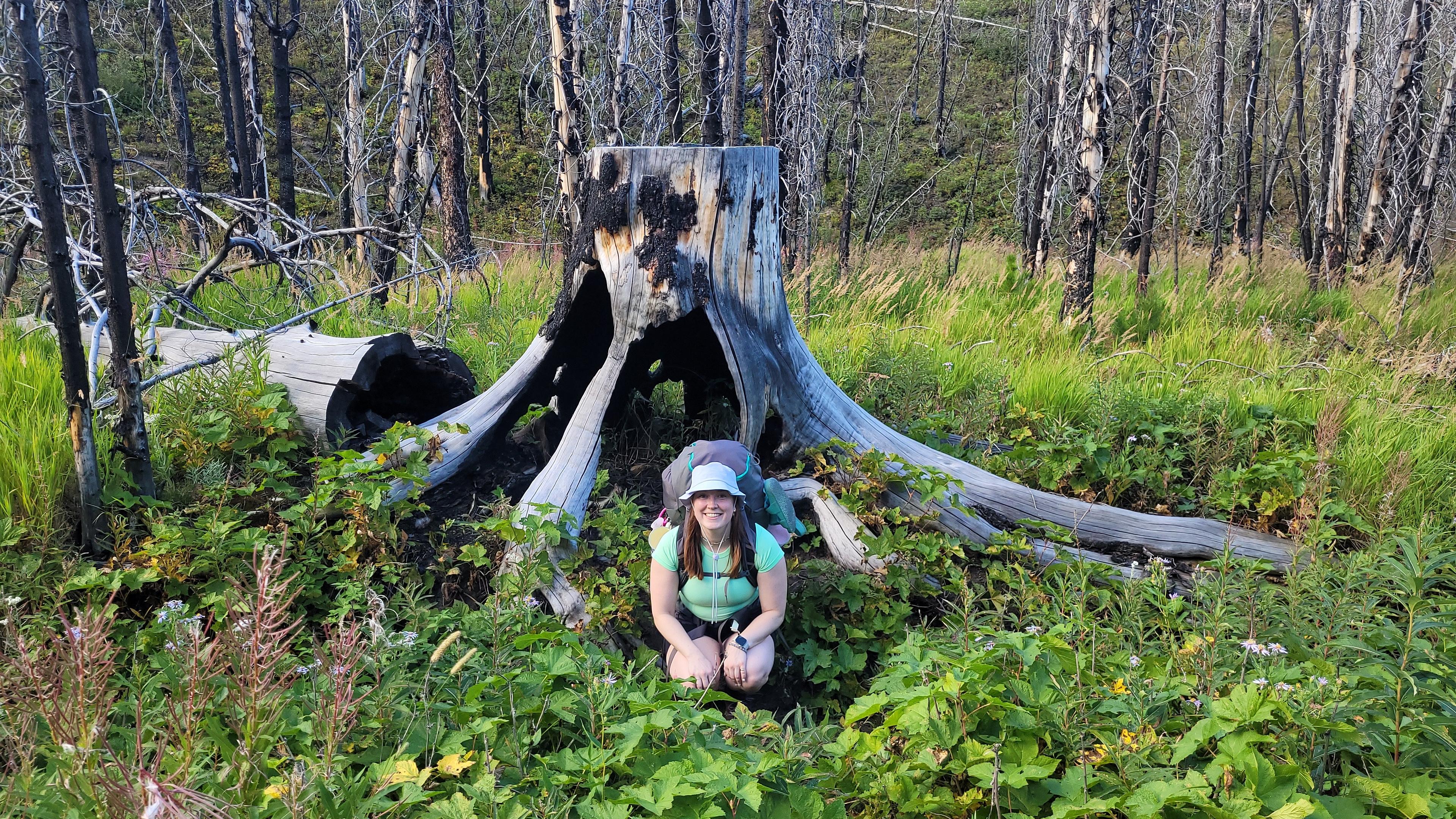 A person crouches inside a large, hollow tree stump surrounded by greenery in a forest.