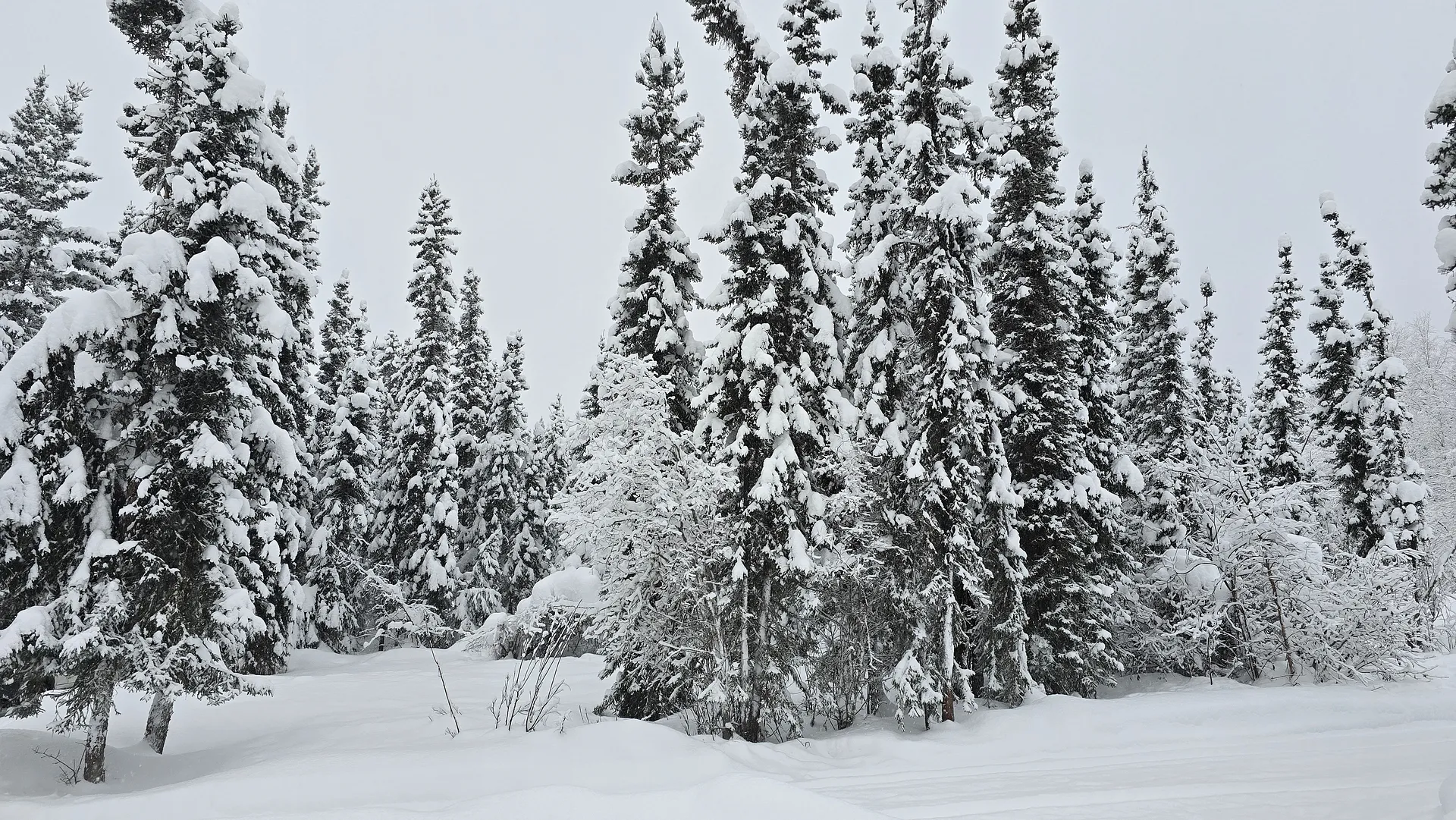 A snow-covered forest landscape in Alaska features tall pine trees blanketed in fresh snow.