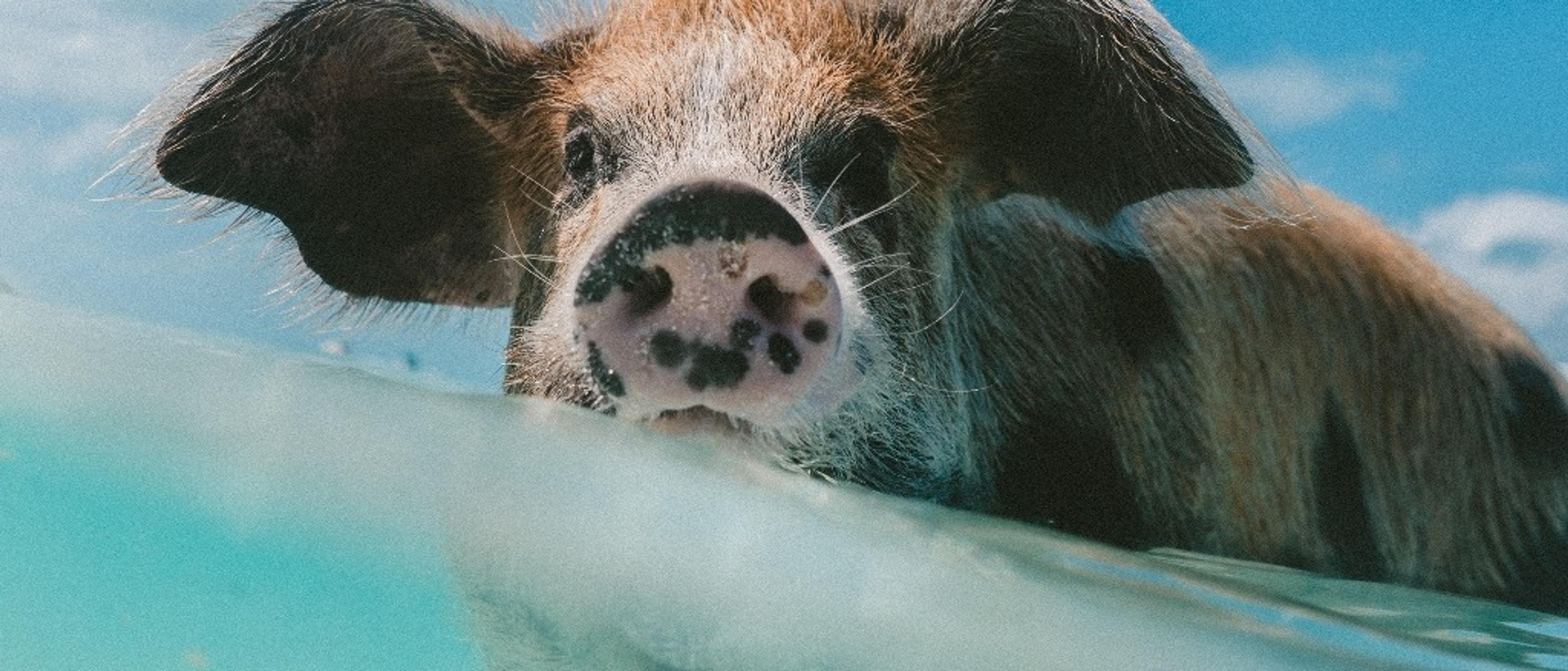 🐷 Nassau at $436-$577 RT