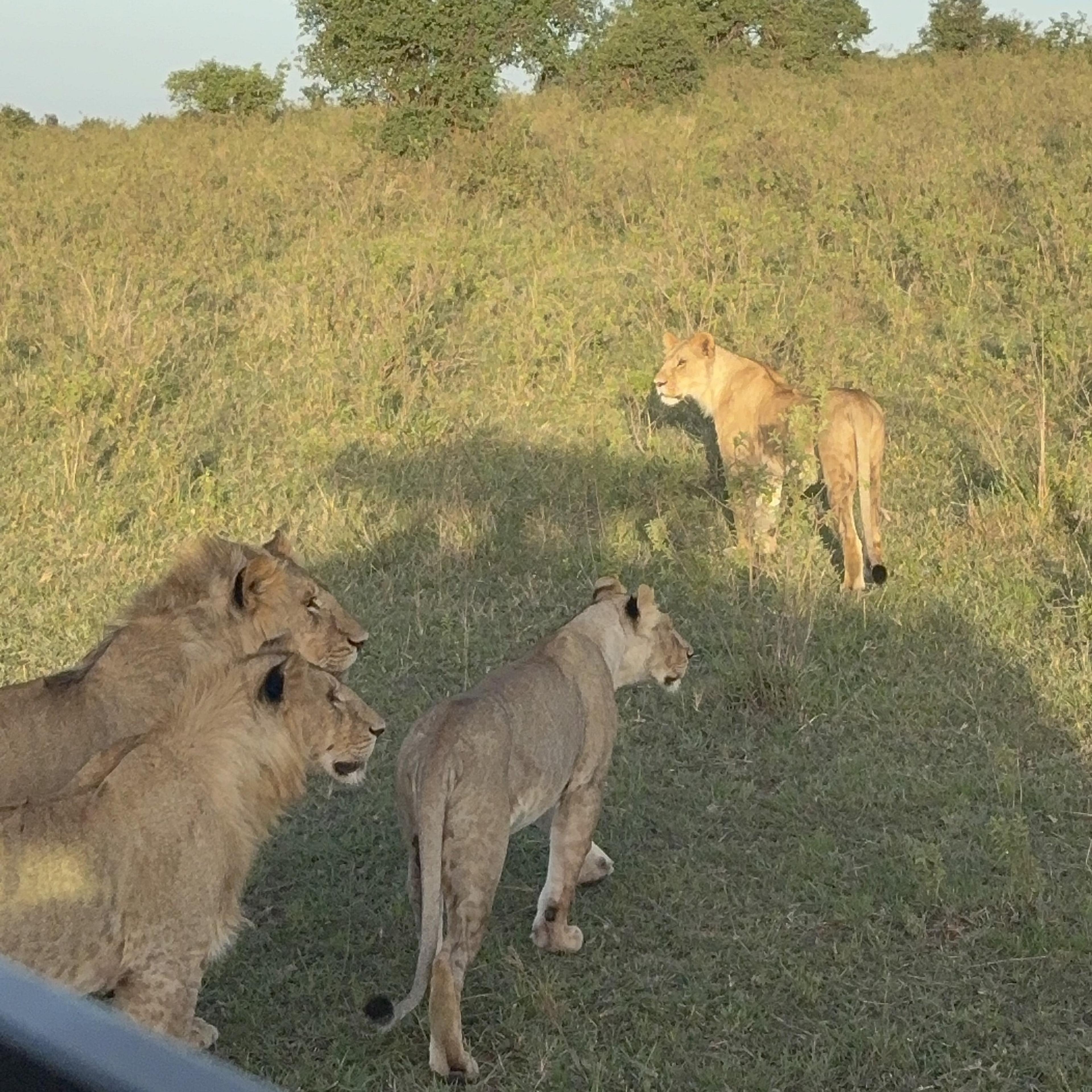 A pride of lions roams the grasslands of the Maasai Mara in Kenya.