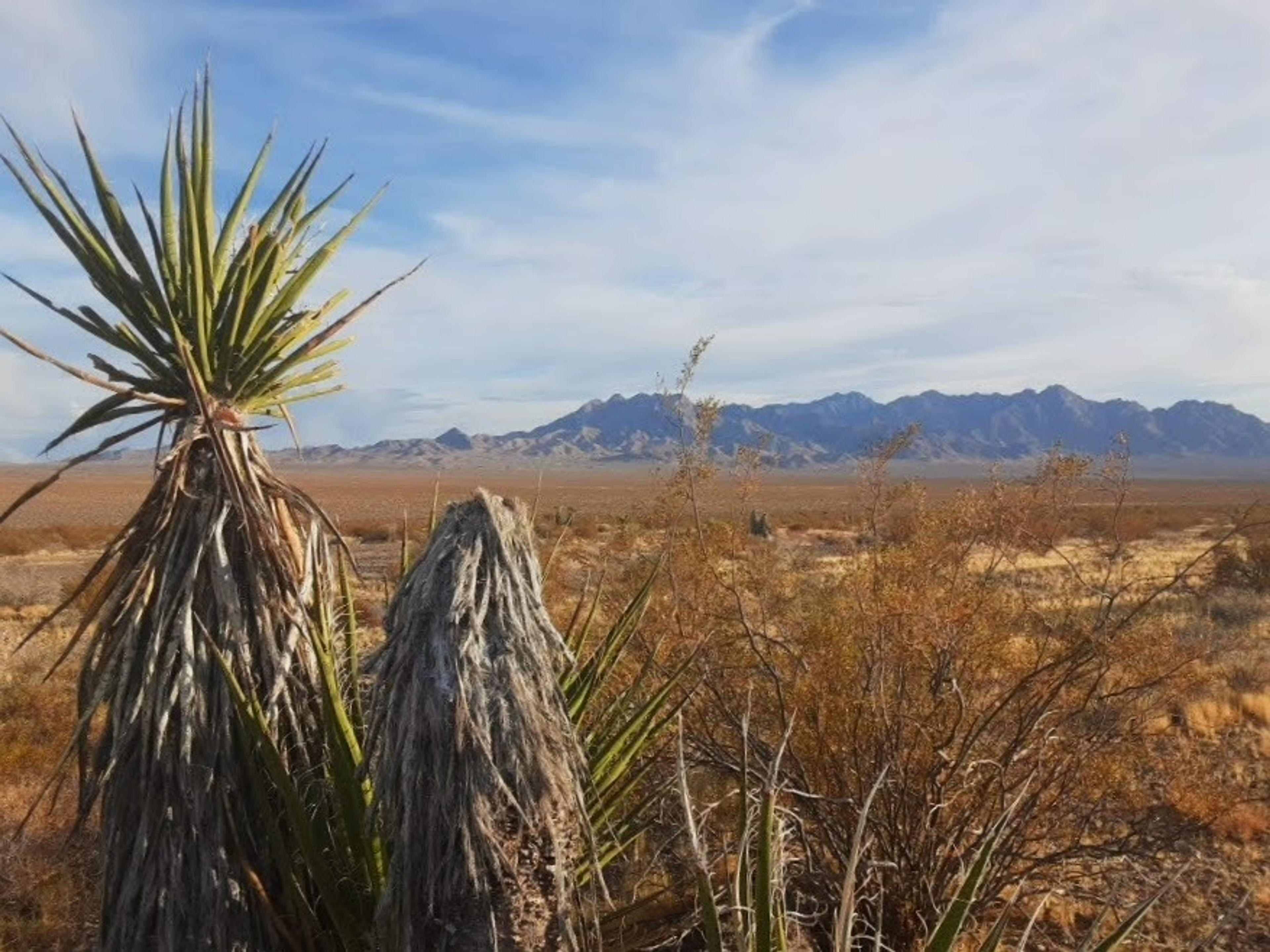 Desert vegetation