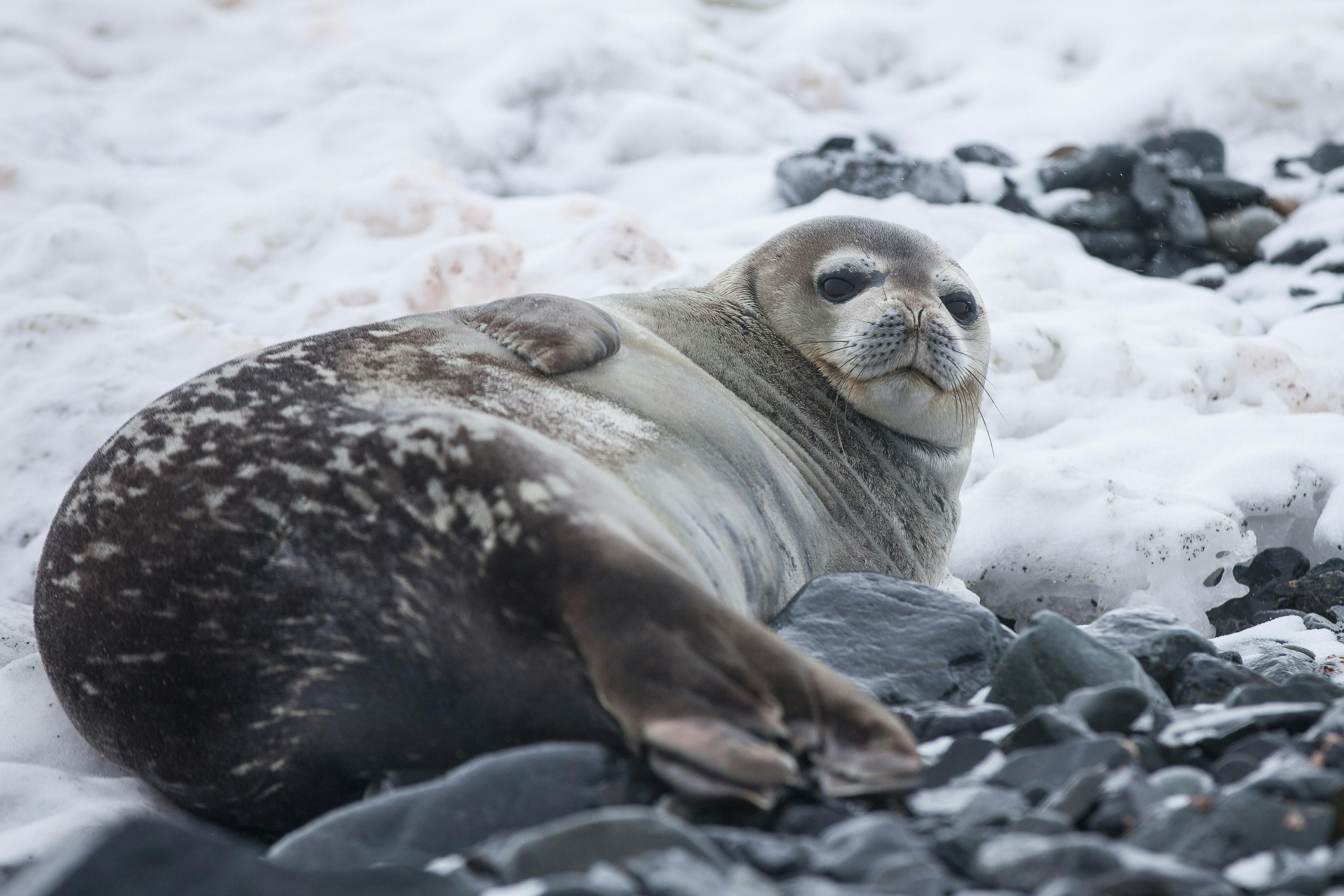 A Weddell seal rests on the icy and rocky shores of Antarctica.