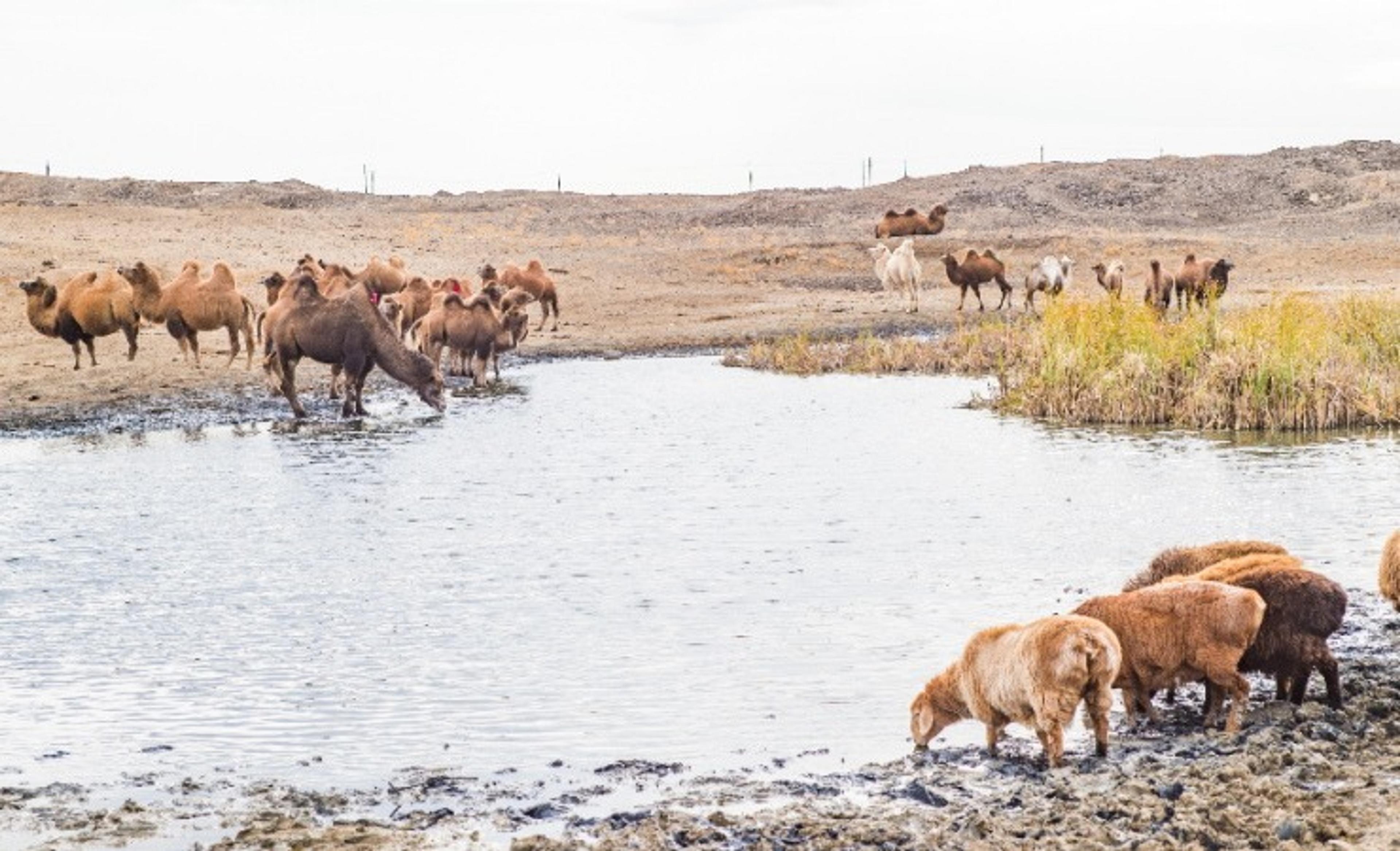 Bactrian camels and sheep gather around a watering hole in the Gurbantunggut Desert