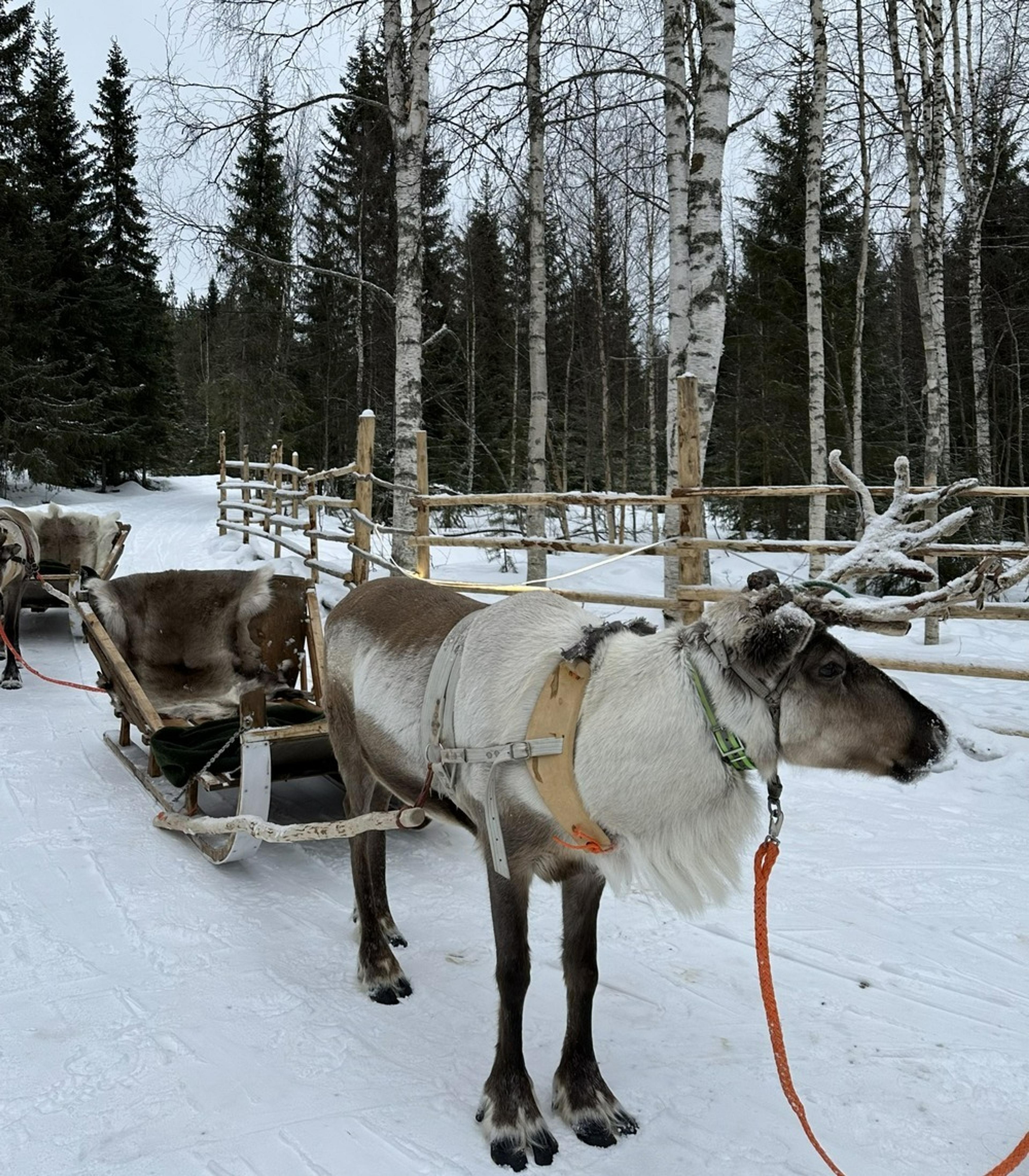 Reindeer harnessed to a sled in a snowy forest, possibly in Lapland, Finland.