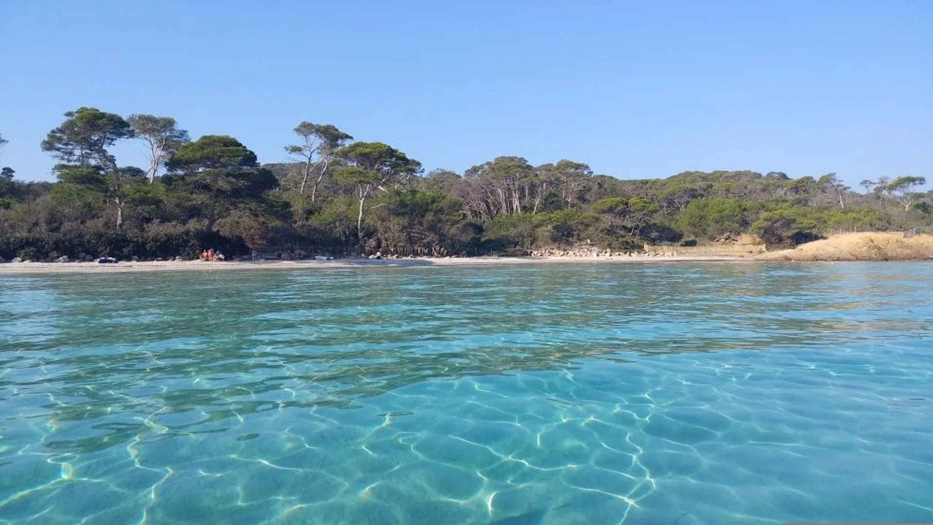 Crystal-clear turquoise waters gently lap against the sandy shores of Espiguette Beach in France, framed by a lush backdrop of pine trees.