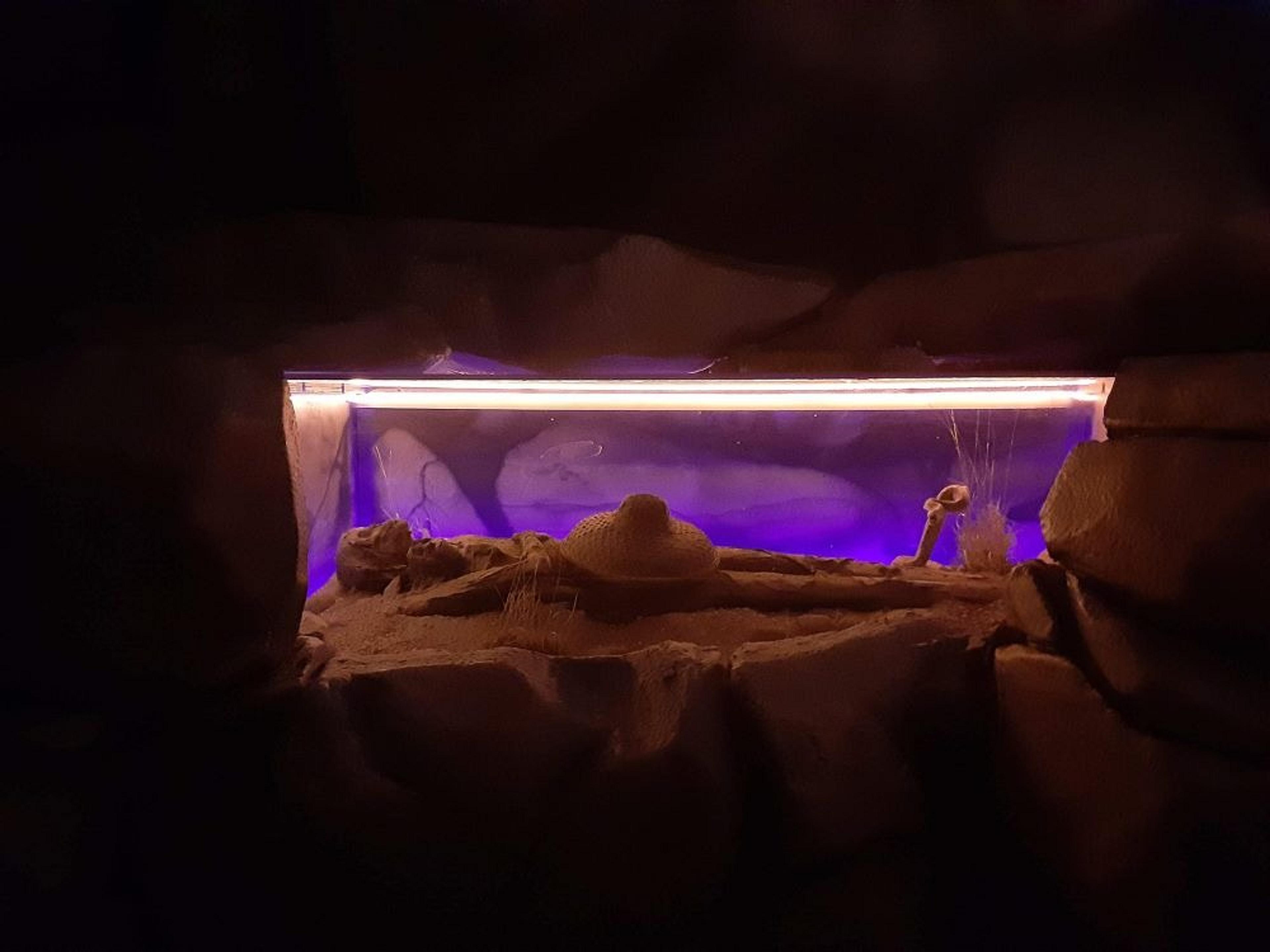Mummified aliens? in a class display cabinet
