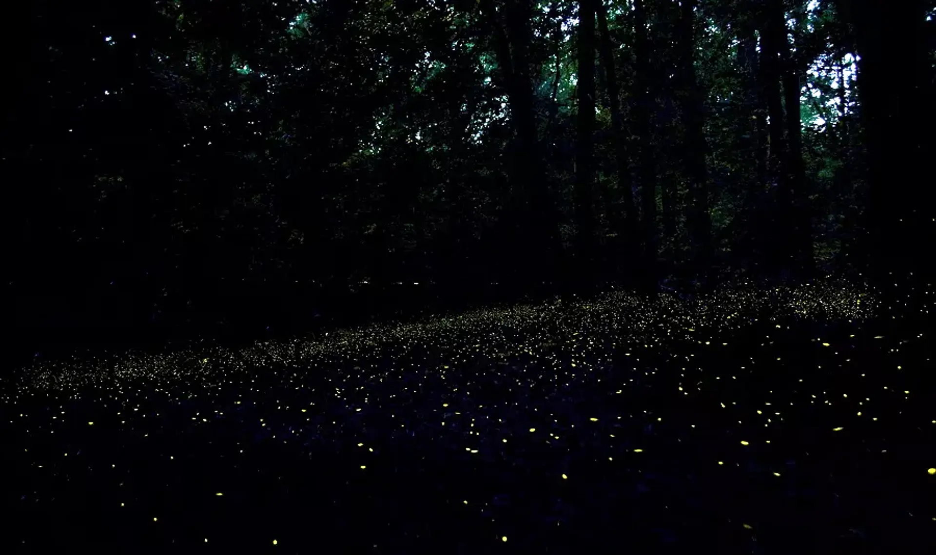 A mesmerizing display of fireflies illuminates the dark forest