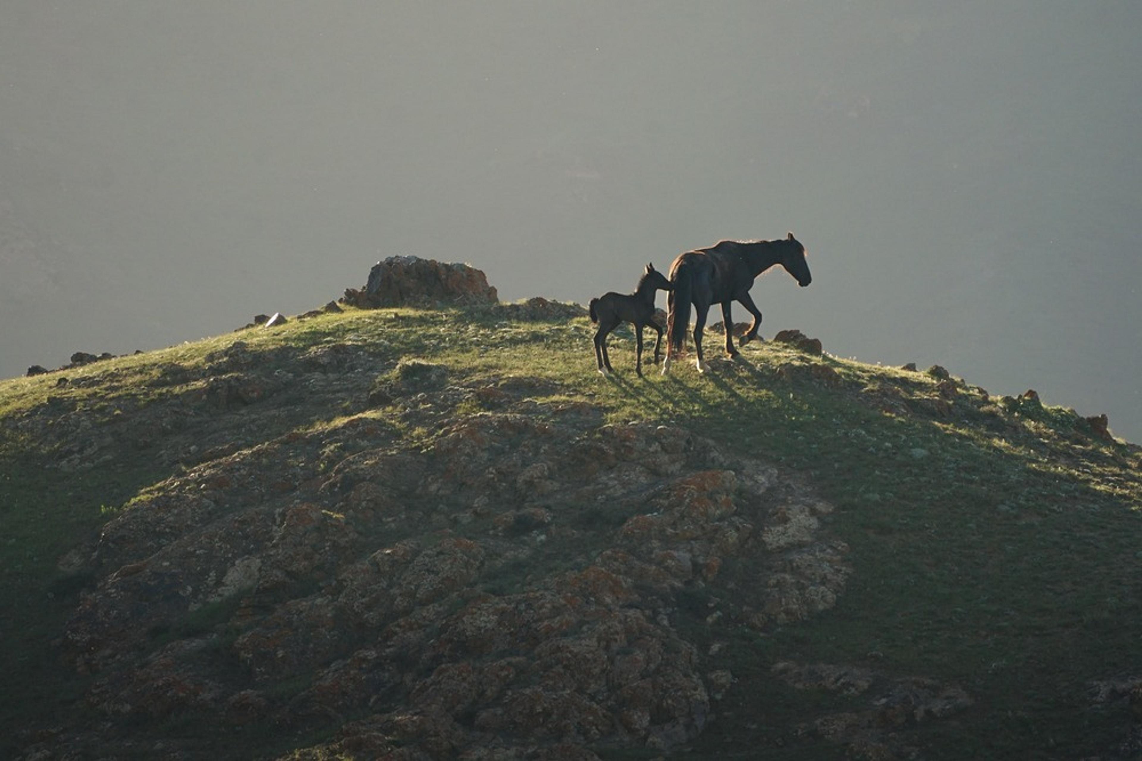 Two horses stand gracefully atop a rocky hill in the early morning light of Kyrgyzstan's rugged landscapes.