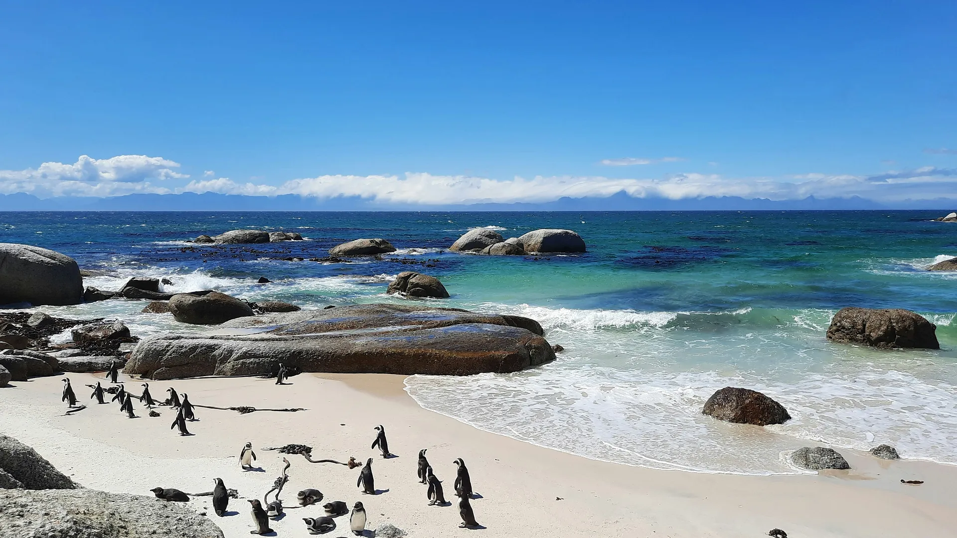 Penguins wander along the sandy shores of Boulders Beach near Cape Town, South Africa, with rocky outcrops and a vibrant turquoise sea in the background.