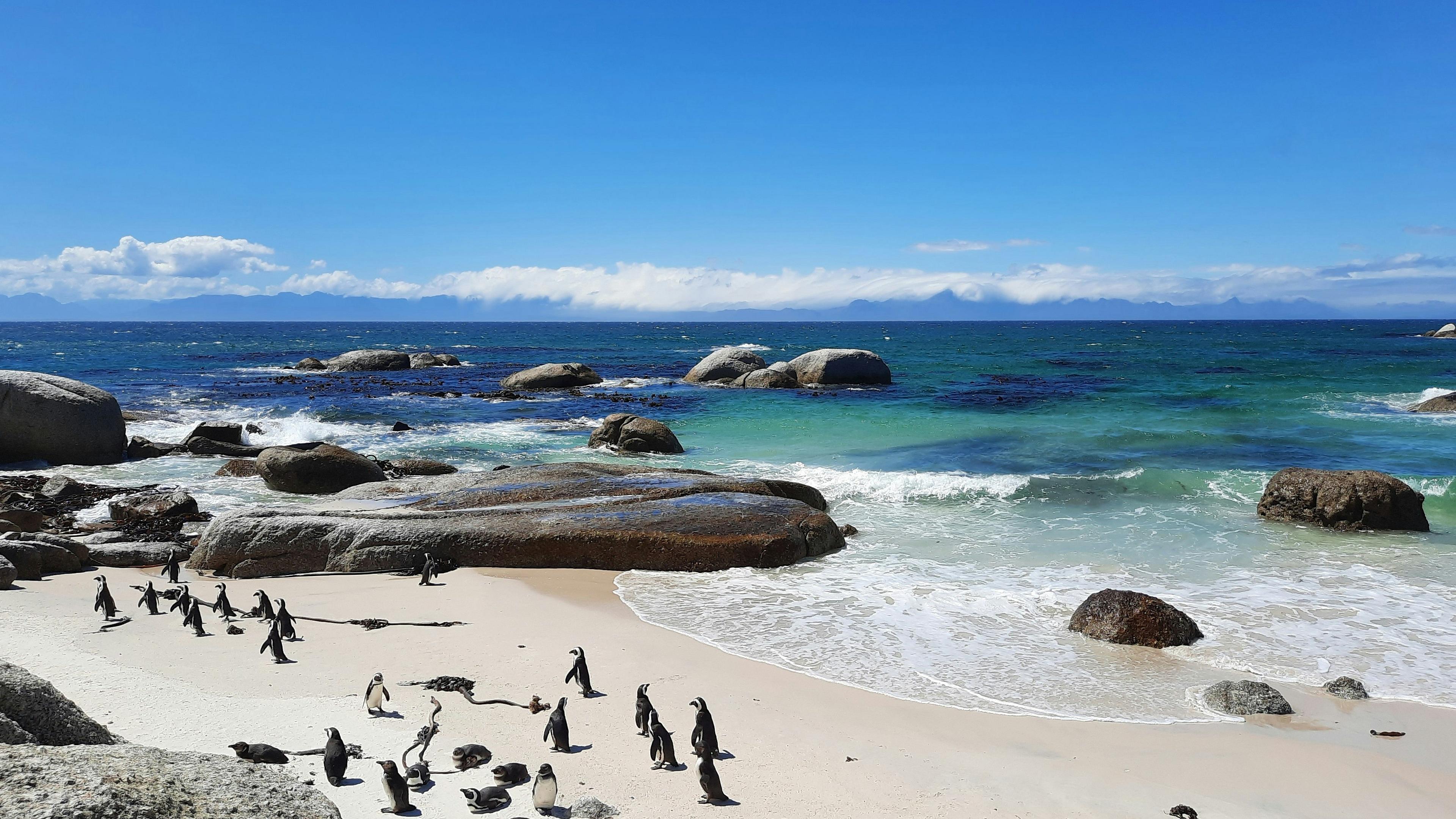 Penguins wander along the sandy shores of Boulders Beach near Cape Town, South Africa, with rocky outcrops and a vibrant turquoise sea in the background.
