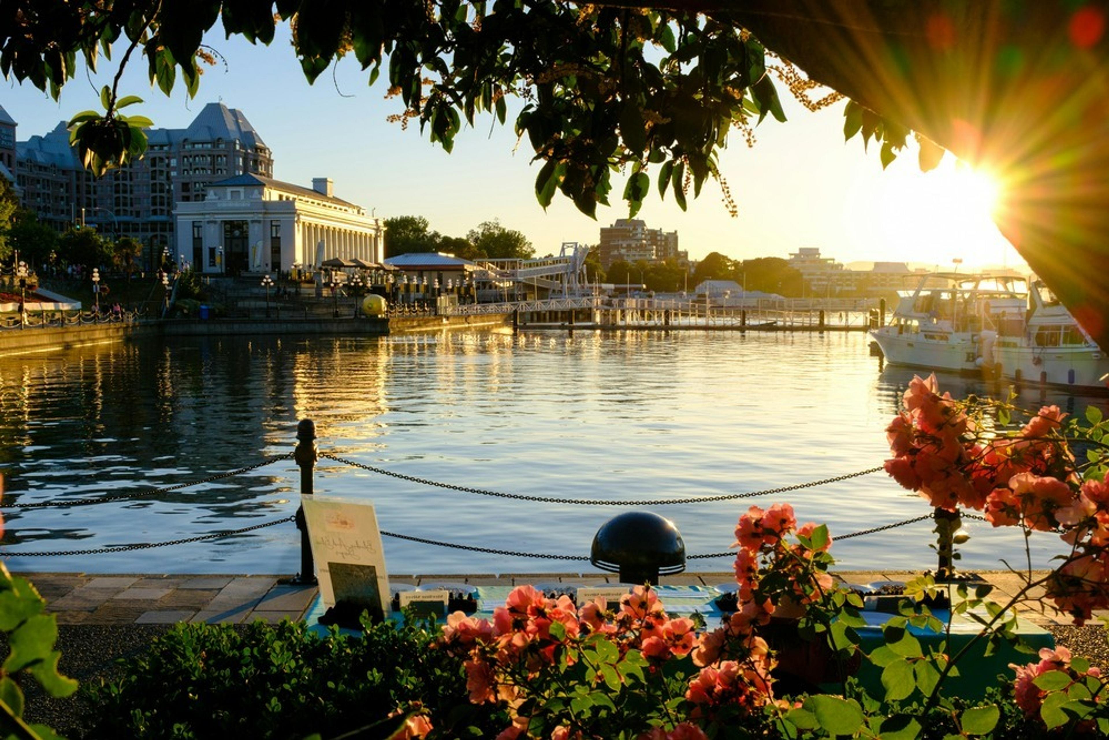 Sunset casts a warm glow over Victoria Inner Harbour in British Columbia, framed by blooming flowers and boats docked along the pier.