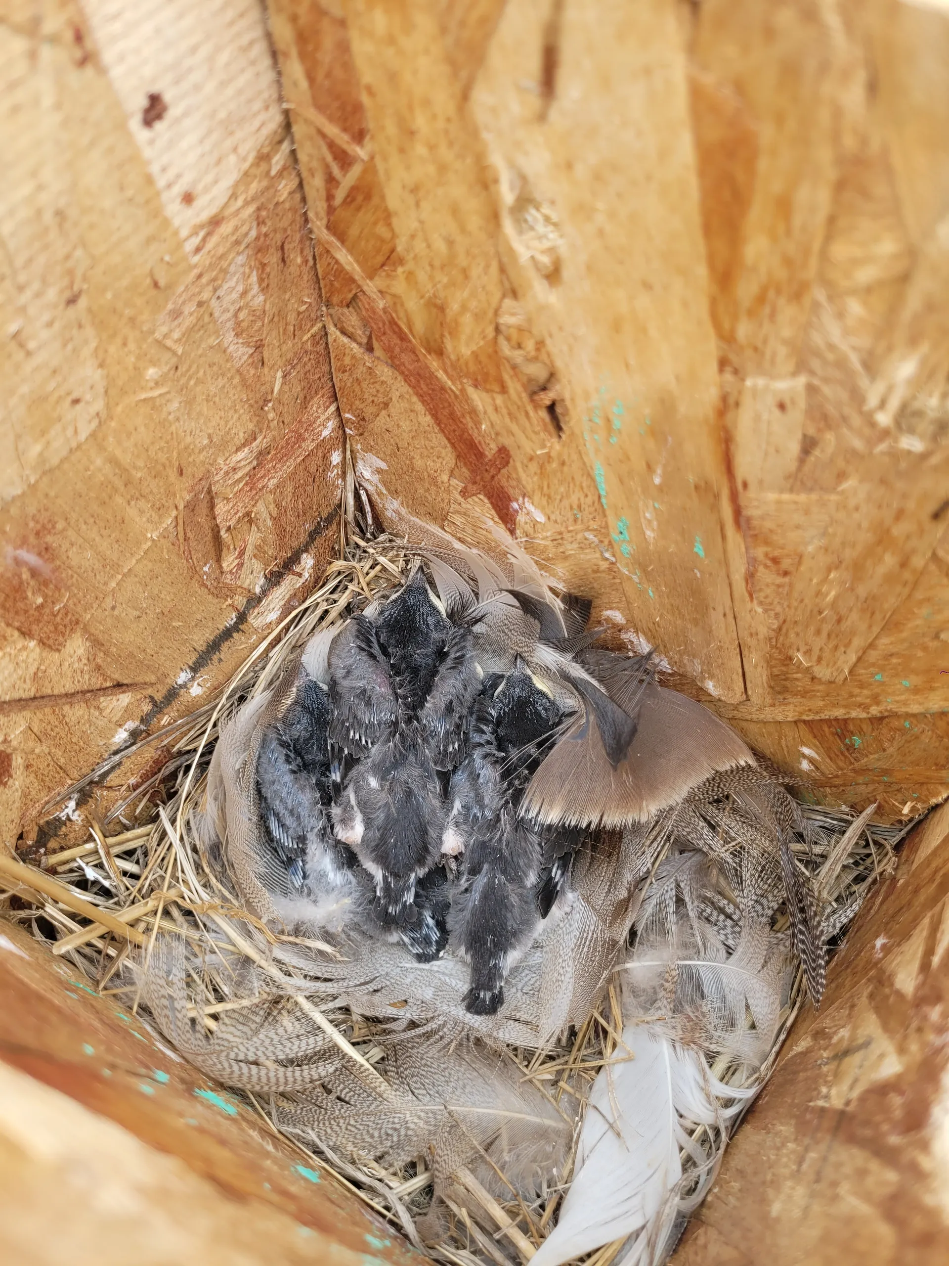 A cluster of baby birds nestled in a wooden nest box lined with feathers and straw.