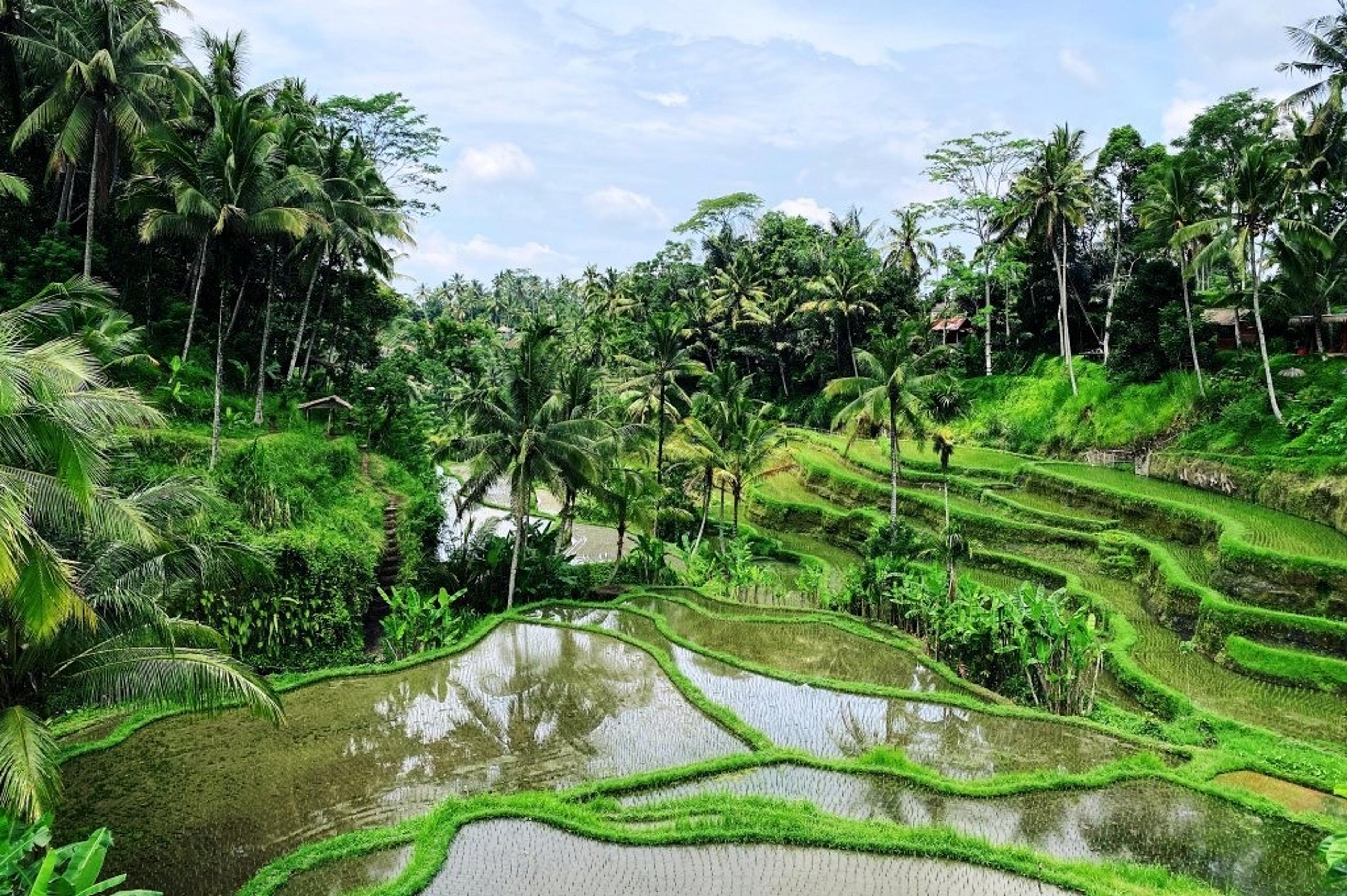 Tropical trees and terraces